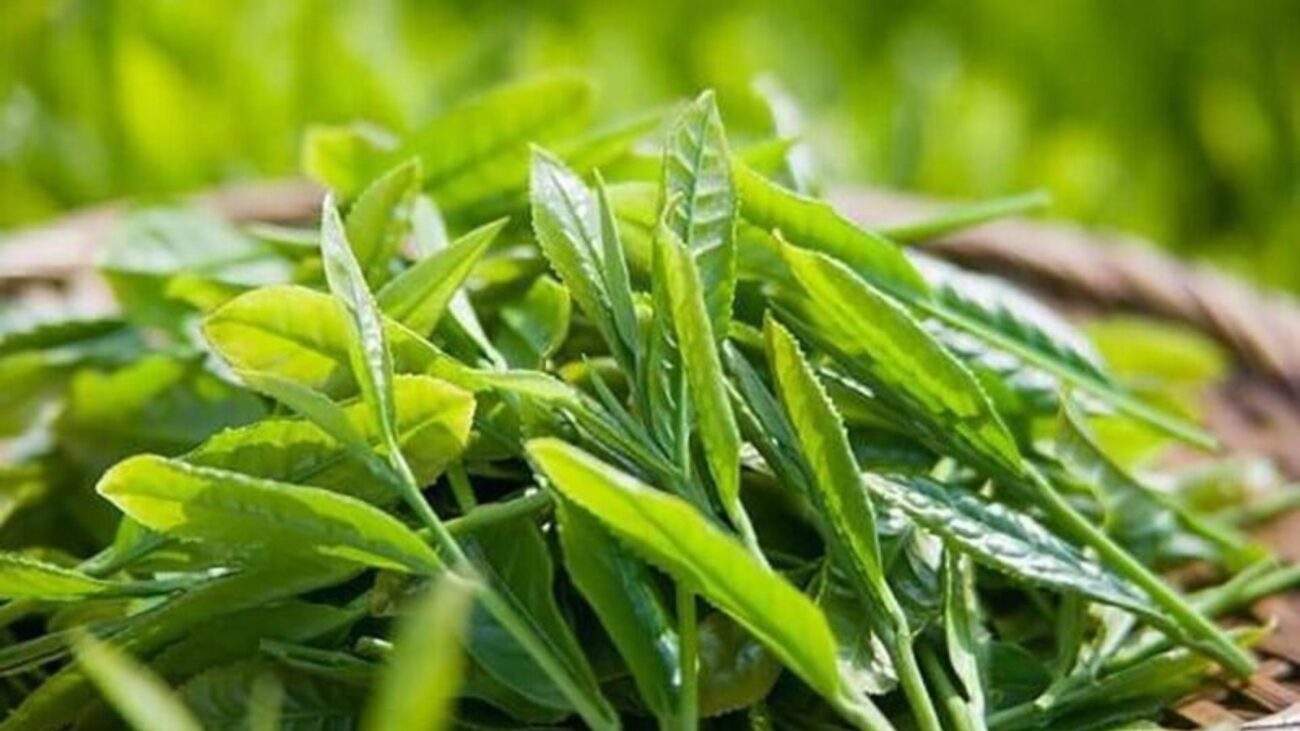 12 Cách Trị Hôi Chân Khi Mang Giày, Dép Nhiều Hiệu Quả Và Đơn Giản 12 Trà xanh có công dụng tiêu diệt vi khuẩn sinh sôi ở chân, giảm mùi hôi nhanh chóng